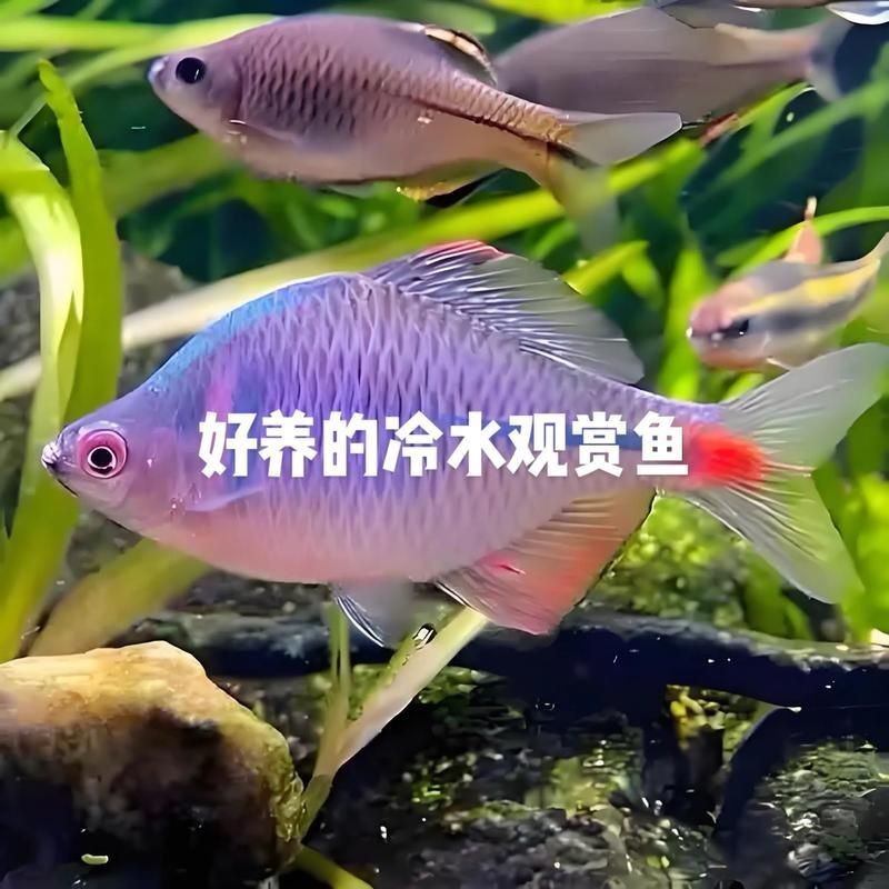 觀賞魚圖片大全大圖【有聲書:觀賞魚圖片大全】 觀賞魚圖片大全大圖【有聲書:觀賞魚圖片大全】 龍魚論壇 第23張