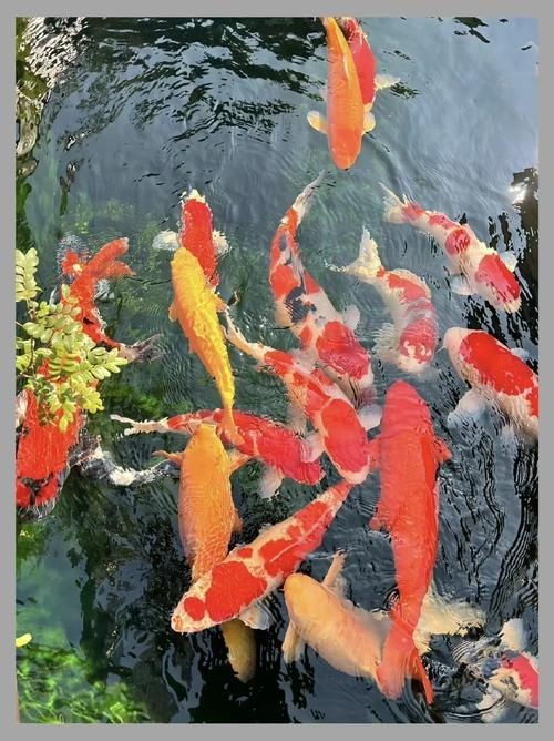 觀賞魚圖片大全大圖【有聲書:觀賞魚圖片大全】 觀賞魚圖片大全大圖【有聲書:觀賞魚圖片大全】 龍魚論壇 第25張