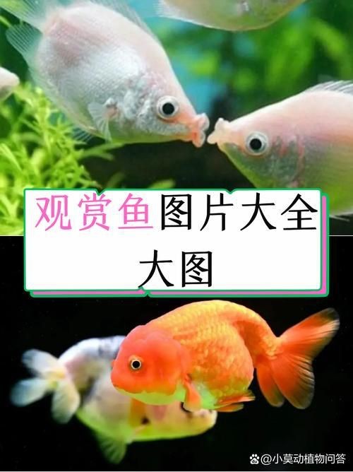 觀賞魚圖片大全大圖【有聲書:觀賞魚圖片大全】 觀賞魚圖片大全大圖【有聲書:觀賞魚圖片大全】 龍魚論壇 第22張