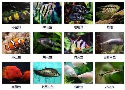 觀賞魚圖片大全大圖【有聲書:觀賞魚圖片大全】 觀賞魚圖片大全大圖【有聲書:觀賞魚圖片大全】 龍魚論壇 第30張