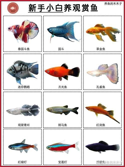 觀賞魚圖片大全大圖【有聲書:觀賞魚圖片大全】 觀賞魚圖片大全大圖【有聲書:觀賞魚圖片大全】 龍魚論壇 第27張