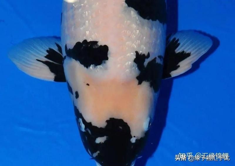 錦鯉白寫(xiě)挑選標(biāo)準(zhǔn)【白寫(xiě)錦鯉白寫(xiě)錦鯉的挑選標(biāo)準(zhǔn)與優(yōu)質(zhì)白寫(xiě)錦鯉的挑選標(biāo)準(zhǔn)】 錦鯉白寫(xiě)挑選標(biāo)準(zhǔn)【白寫(xiě)錦鯉白寫(xiě)錦鯉的挑選標(biāo)準(zhǔn)與優(yōu)質(zhì)白寫(xiě)錦鯉的挑選標(biāo)準(zhǔn)】 龍魚(yú)百科 第1張