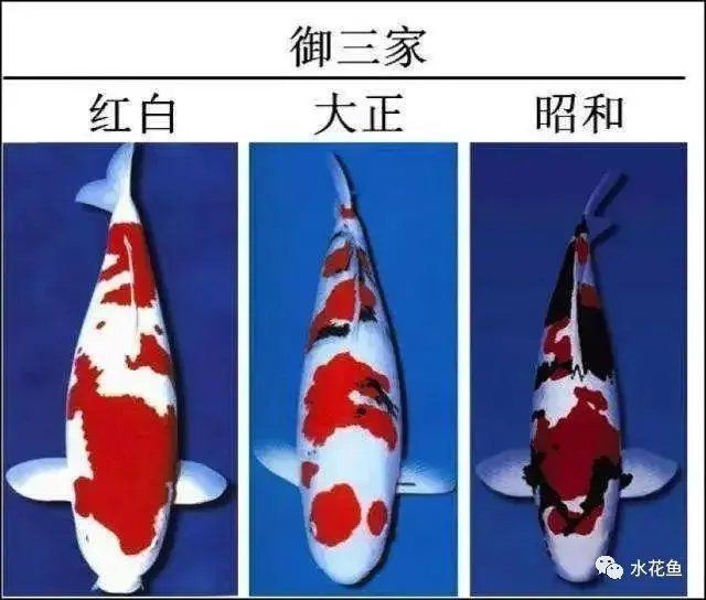 錦鯉白寫(xiě)挑選標(biāo)準(zhǔn)【白寫(xiě)錦鯉白寫(xiě)錦鯉的挑選標(biāo)準(zhǔn)與優(yōu)質(zhì)白寫(xiě)錦鯉的挑選標(biāo)準(zhǔn)】 錦鯉白寫(xiě)挑選標(biāo)準(zhǔn)【白寫(xiě)錦鯉白寫(xiě)錦鯉的挑選標(biāo)準(zhǔn)與優(yōu)質(zhì)白寫(xiě)錦鯉的挑選標(biāo)準(zhǔn)】 龍魚(yú)百科 第5張