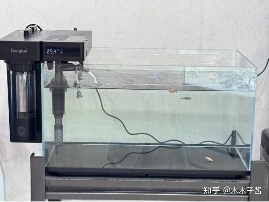 給我推薦幾款適合招財貓魚的過濾器【招財貓魚過濾器推薦】 給我推薦幾款適合招財貓魚的過濾器【招財貓魚過濾器推薦】 龍魚百科 第4張