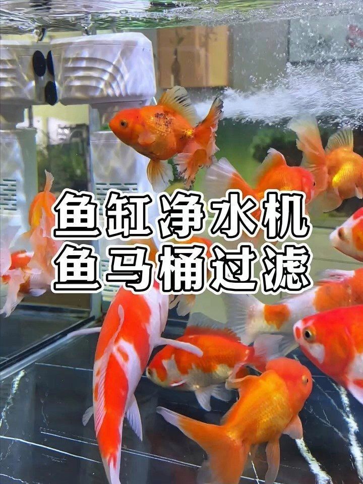 給我推薦幾款適合招財貓魚的過濾器【招財貓魚過濾器推薦】 給我推薦幾款適合招財貓魚的過濾器【招財貓魚過濾器推薦】 龍魚百科 第5張