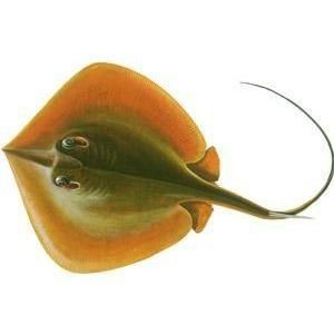 魟魚最討厭三個品種【potamotrygonleopoldi[需手動填充]gonleopoldi】 魟魚最討厭三個品種【potamotrygonleopoldi[需手動填充]gonleopoldi】 龍魚論壇 第5張