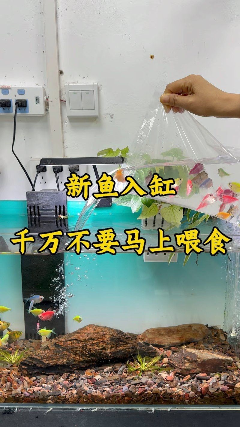 龍魚撞缸后多久可以喂食？【新到的龍魚幾天喂食】