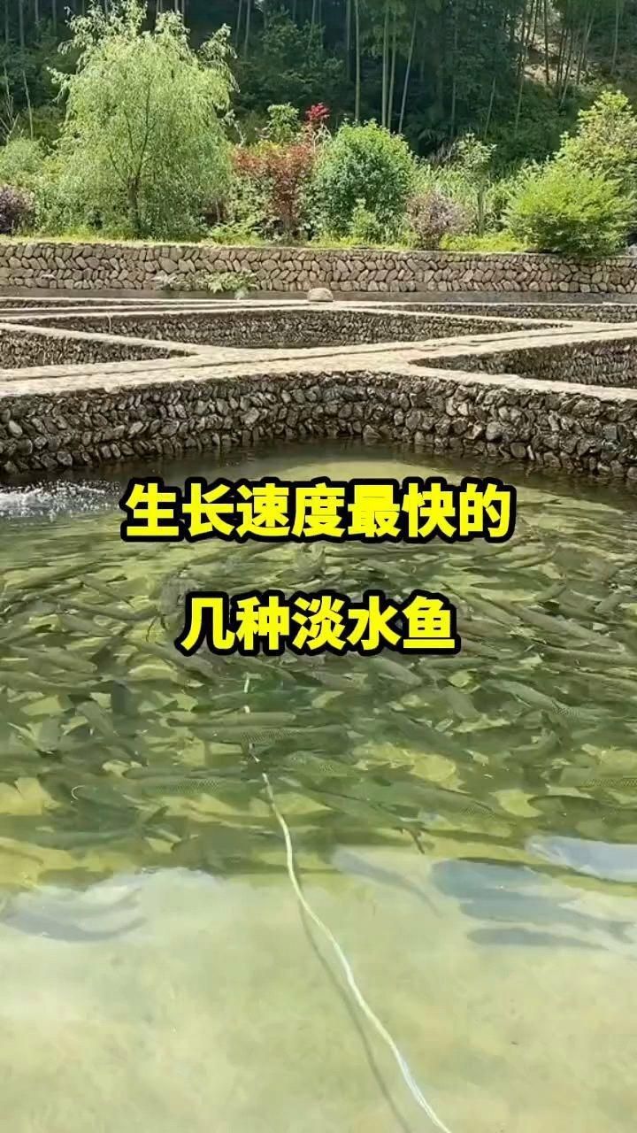 哪種淡水魚長得最快【中國五大生長速度最快的淡水魚看看你養過幾種】