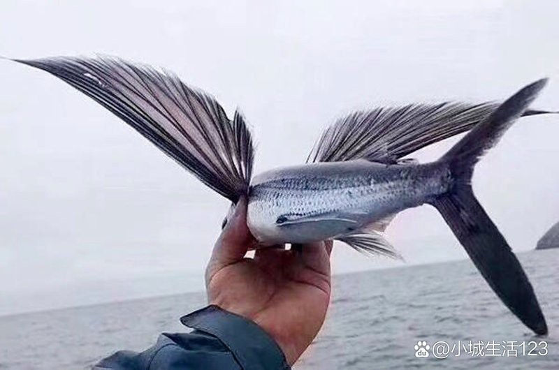 飛風魚可以食用嗎【科普中國飛鳳魚飼養飛鳳魚生長習性問醫通飛魚能吃嗎】