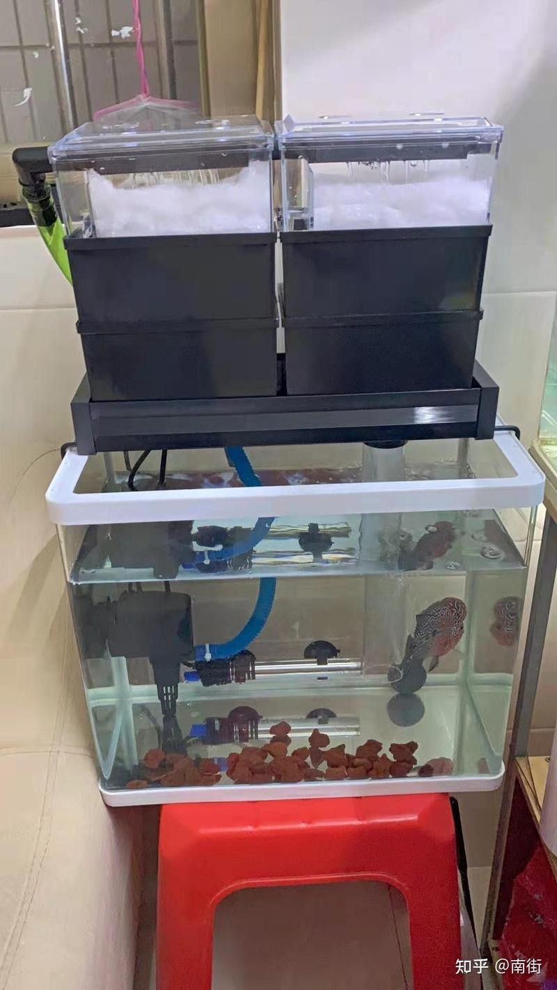 龍魚缸開缸詳細教程【新手飼養龍魚最簡單的開缸方法】 龍魚缸開缸詳細教程【新手飼養龍魚最簡單的開缸方法】 龍魚論壇 第6張