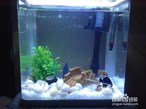 龍魚缸開缸詳細教程【新手飼養龍魚最簡單的開缸方法】 龍魚缸開缸詳細教程【新手飼養龍魚最簡單的開缸方法】 龍魚論壇 第7張