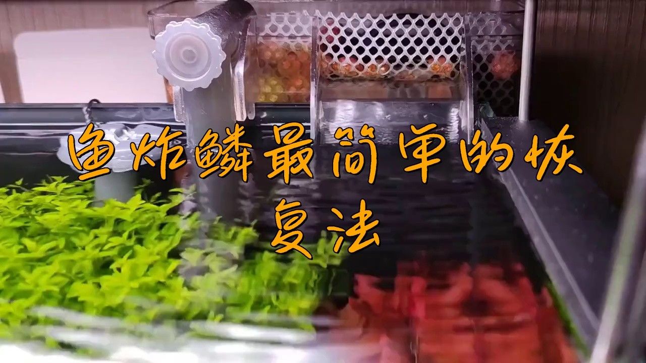 炸鱗的紅龍魚能恢復嗎？【炸鱗的紅龍魚能否恢復】