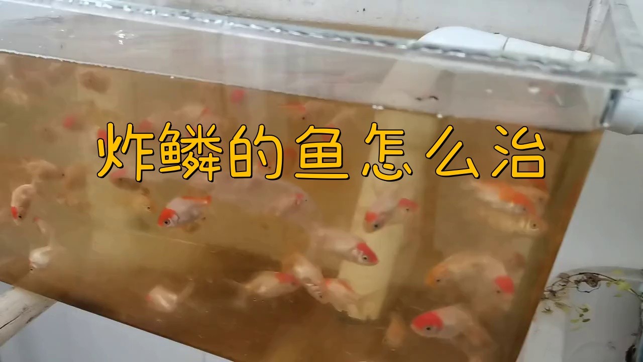 炸鱗的紅龍魚能恢復嗎？【炸鱗的紅龍魚能否恢復】