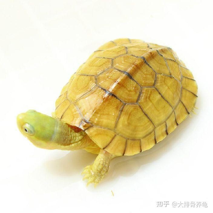 龜增色的基本原理【如何讓烏龜發(fā)色】