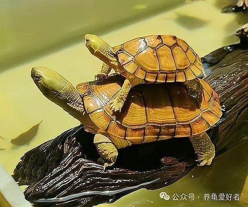 龜增色的基本原理【如何讓烏龜發(fā)色】