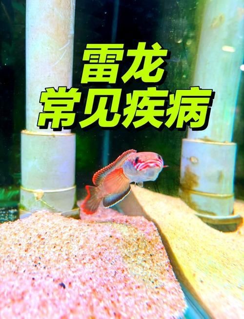 龍魚黑霉病圖片【龍魚黑霉病是一種常見且對龍魚危害較大的疾病從圖片中看】 龍魚黑霉病圖片【龍魚黑霉病是一種常見且對龍魚危害較大的疾病從圖片中看】 龍魚百科 第3張