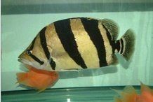 虎魚最怕三個東西【《割虎魚最怕三個東西投喂》】 虎魚最怕三個東西【《割虎魚最怕三個東西投喂》】 龍魚論壇 第9張