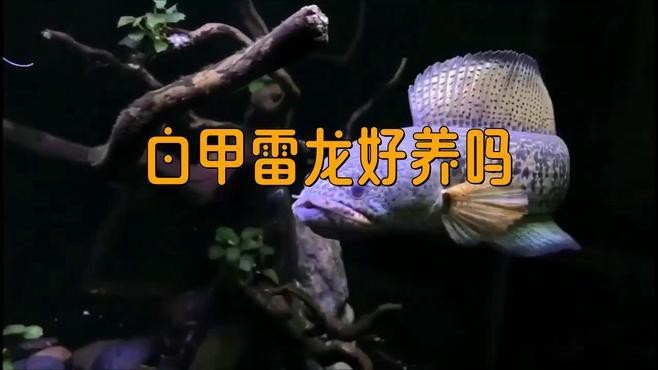 如何判斷水質是否適合雷龍魚？【如何判斷雷龍魚的水質是否適合】