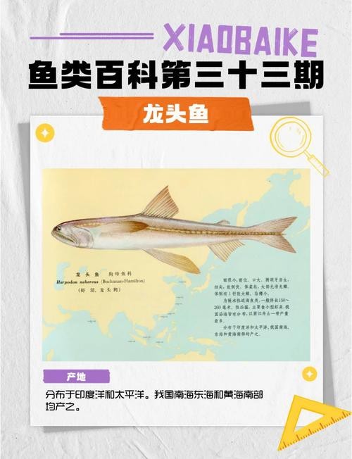 龍頭魚圖片【《探秘龍頭魚的奧秘星光點點龍頭魚的奧秘星光點點龍頭魚】 龍頭魚圖片【《探秘龍頭魚的奧秘星光點點龍頭魚的奧秘星光點點龍頭魚】 龍魚論壇 第10張