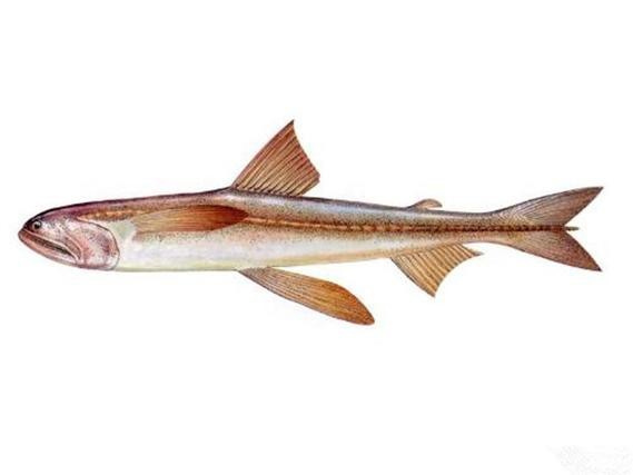 龍頭魚圖片【《探秘龍頭魚的奧秘星光點點龍頭魚的奧秘星光點點龍頭魚】 龍頭魚圖片【《探秘龍頭魚的奧秘星光點點龍頭魚的奧秘星光點點龍頭魚】 龍魚論壇 第20張