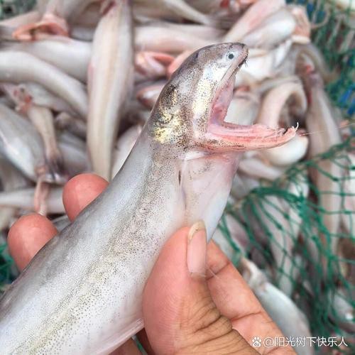 龍頭魚圖片【《探秘龍頭魚的奧秘星光點點龍頭魚的奧秘星光點點龍頭魚】 龍頭魚圖片【《探秘龍頭魚的奧秘星光點點龍頭魚的奧秘星光點點龍頭魚】 龍魚論壇 第13張