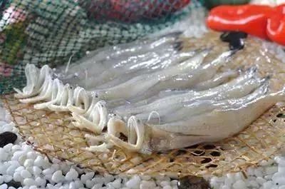 龍頭魚圖片【《探秘龍頭魚的奧秘星光點點龍頭魚的奧秘星光點點龍頭魚】 龍頭魚圖片【《探秘龍頭魚的奧秘星光點點龍頭魚的奧秘星光點點龍頭魚】 龍魚論壇 第21張