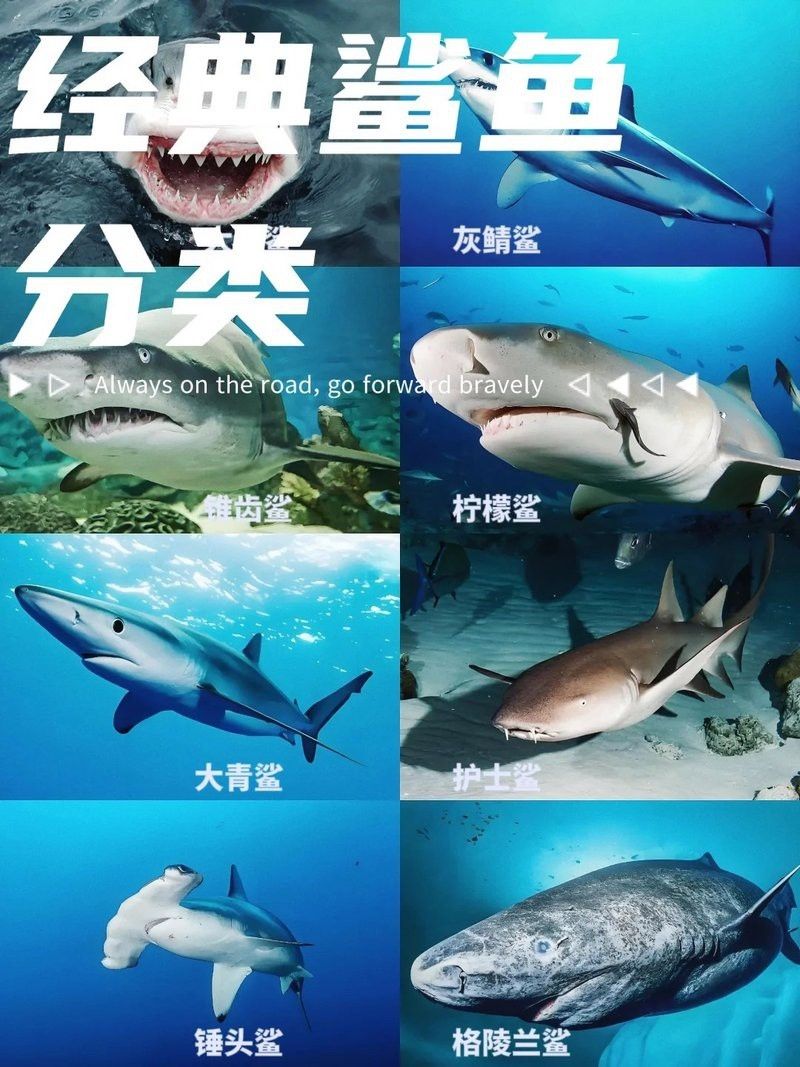 鯊魚圖片可打印【鯊魚圖片可打印鯊魚圖片可打印—