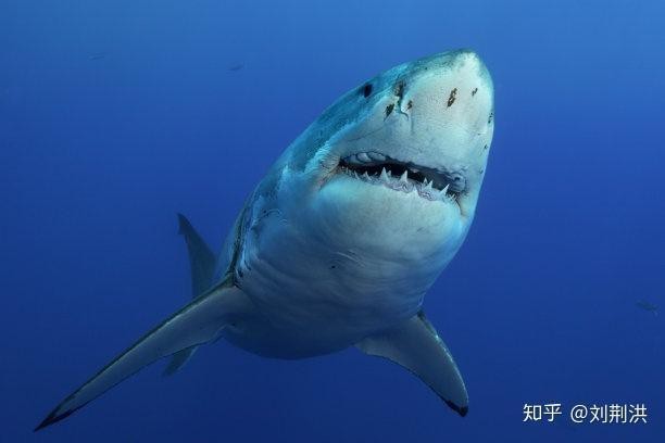 鯊魚圖片可打印【鯊魚圖片可打印鯊魚圖片可打印—