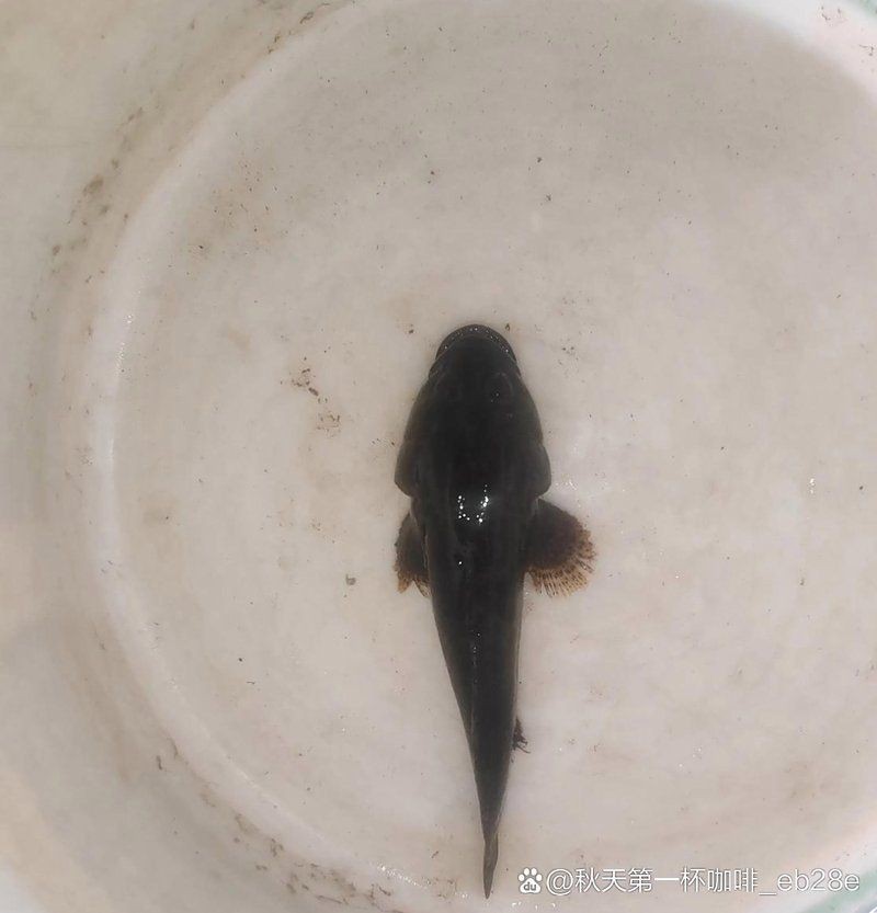 虎紋鯊一般多少元一只【虎紋鯊哪個品種最貴】