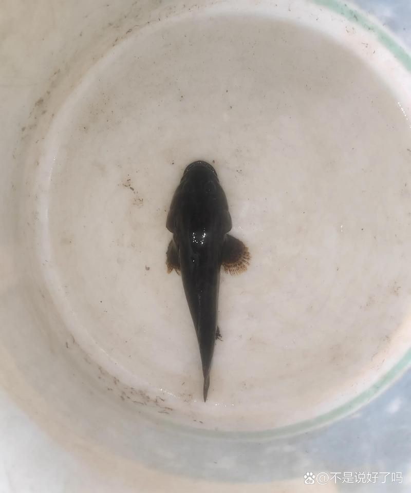 虎紋鯊一般多少元一只【虎紋鯊哪個品種最貴】