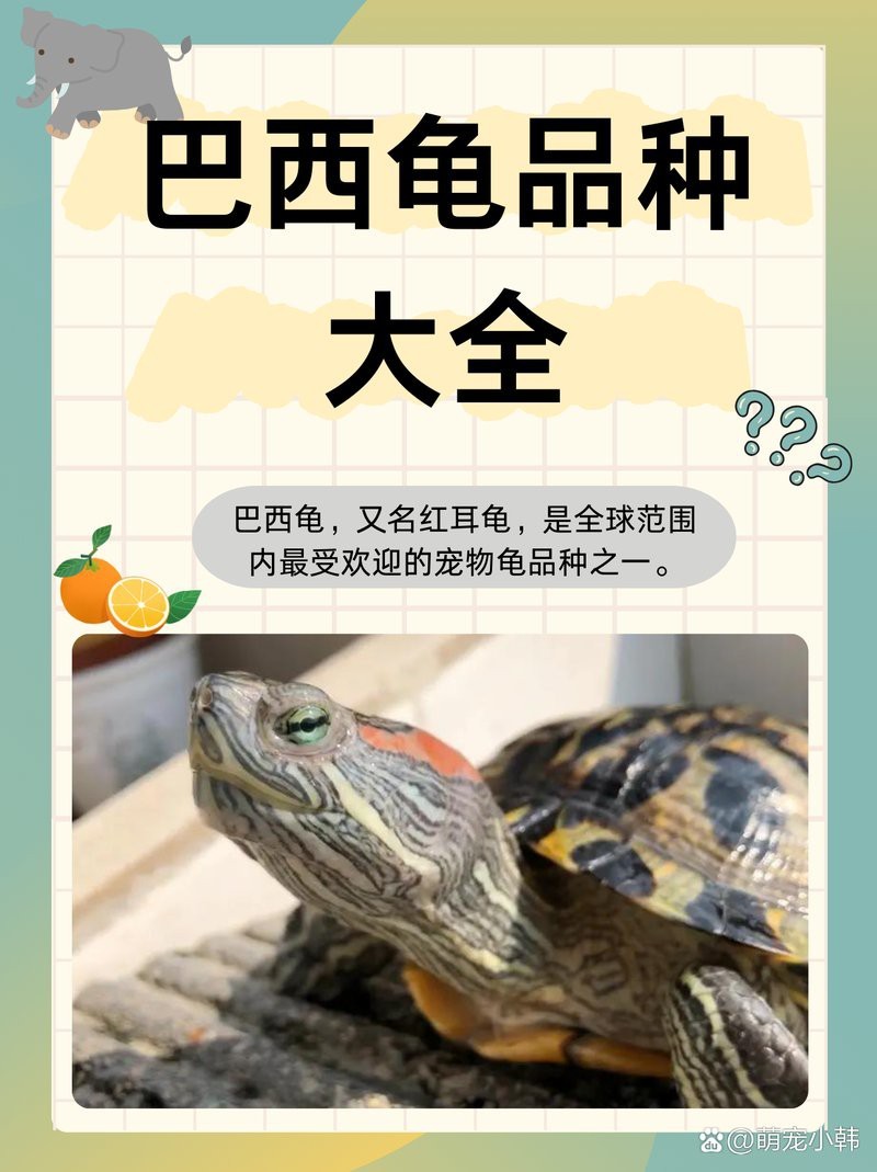 十大頂級巴西龜品種【巴西龜十大頂級品種巴西龜——櫻吹雪\—】
