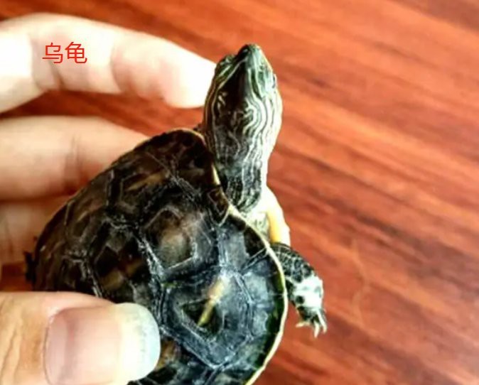 龍龜認主人的表現(xiàn)【十二種龍龜認主人的情感密碼，每一種都是跨越物種的情感密碼】