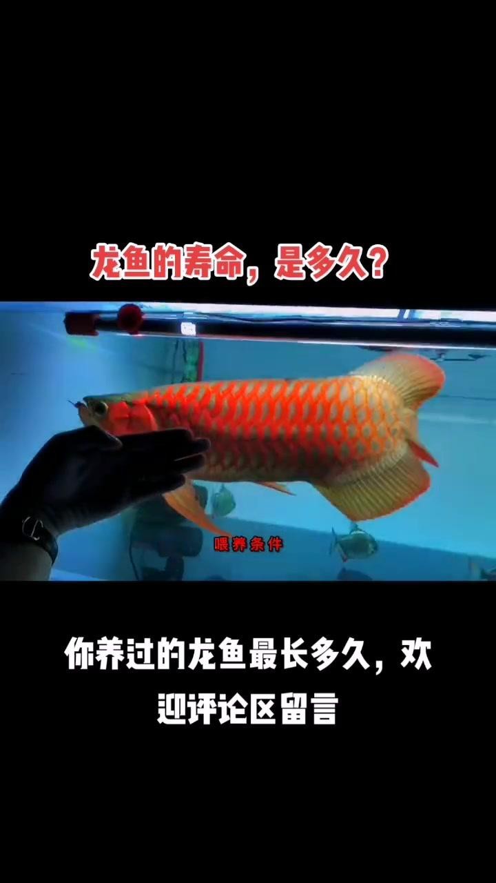 紅龍魚的壽命一般是多少年【紅龍魚的壽命一般在20-50年左右**】