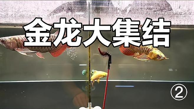 過背金龍有哪些品種？【如何鑒別過背金龍品種？】 過背金龍有哪些品種？【如何鑒別過背金龍品種？】 龍魚百科 第3張