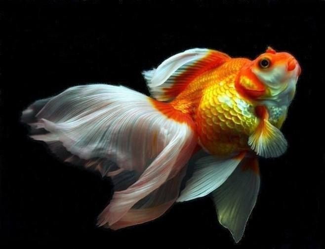 金魚掉鱗片放鹽行嗎【金魚掉鱗片怎么辦】