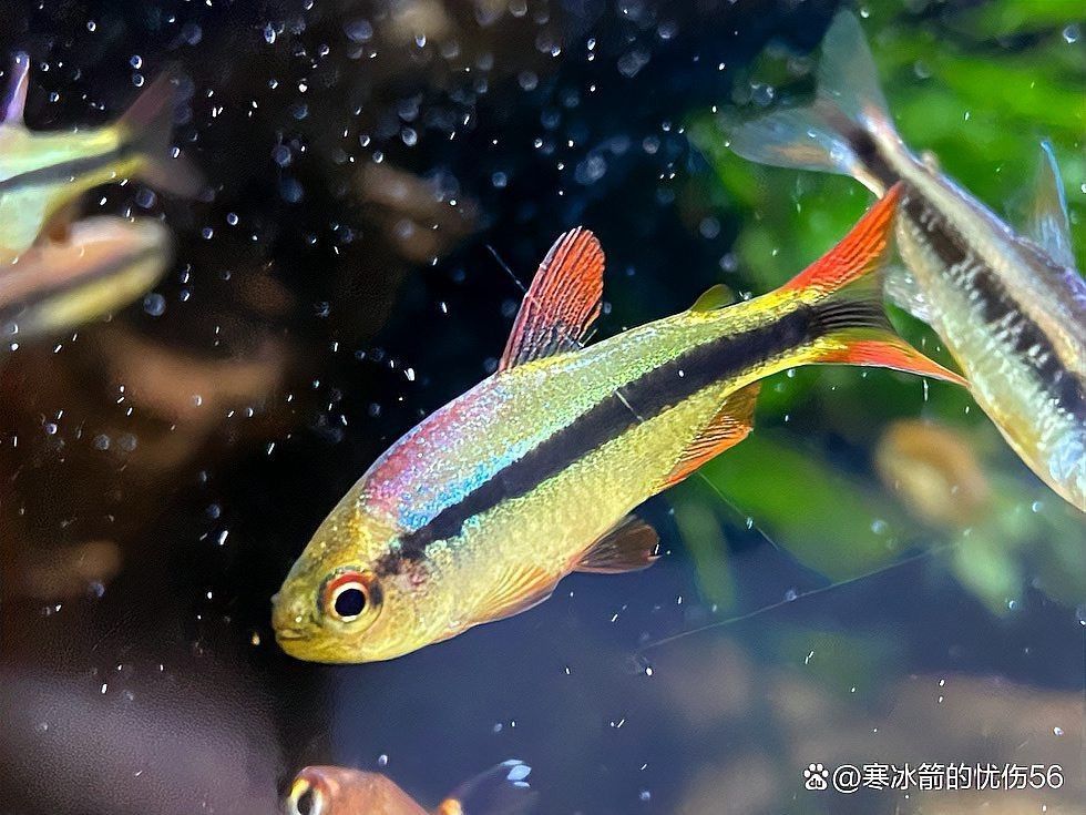 發色的帝王三間最簡單三個步驟【 發色的帝王三間最簡單三個步驟【\