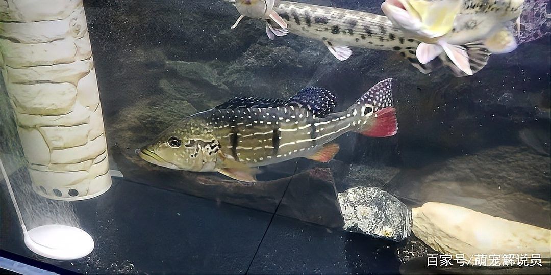 發色的帝王三間最簡單三個步驟【 發色的帝王三間最簡單三個步驟【\