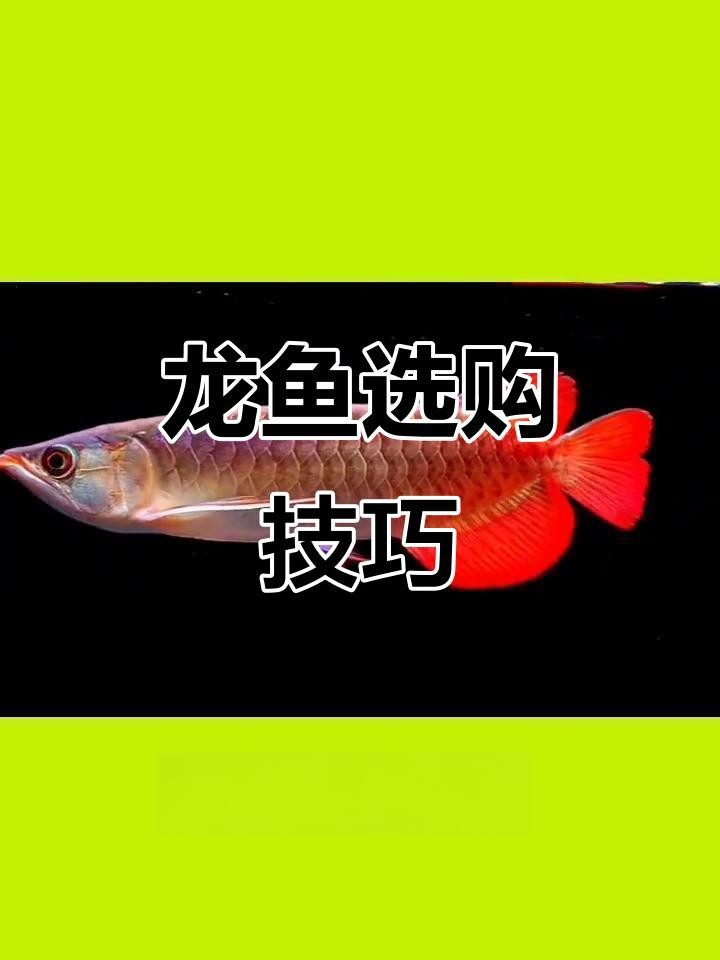 如何選購健康的龍魚？【健康龍魚如何挑選健康龍魚掌握這些技巧輕松選到好品種】