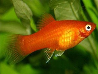 龍魚不吃小魚會持續多久？（龍魚不吃小魚后如何恢復進食？）