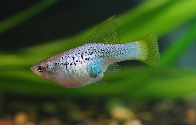 藍月光魚10元一只貴嗎【藍月光魚10元一只是否貴】