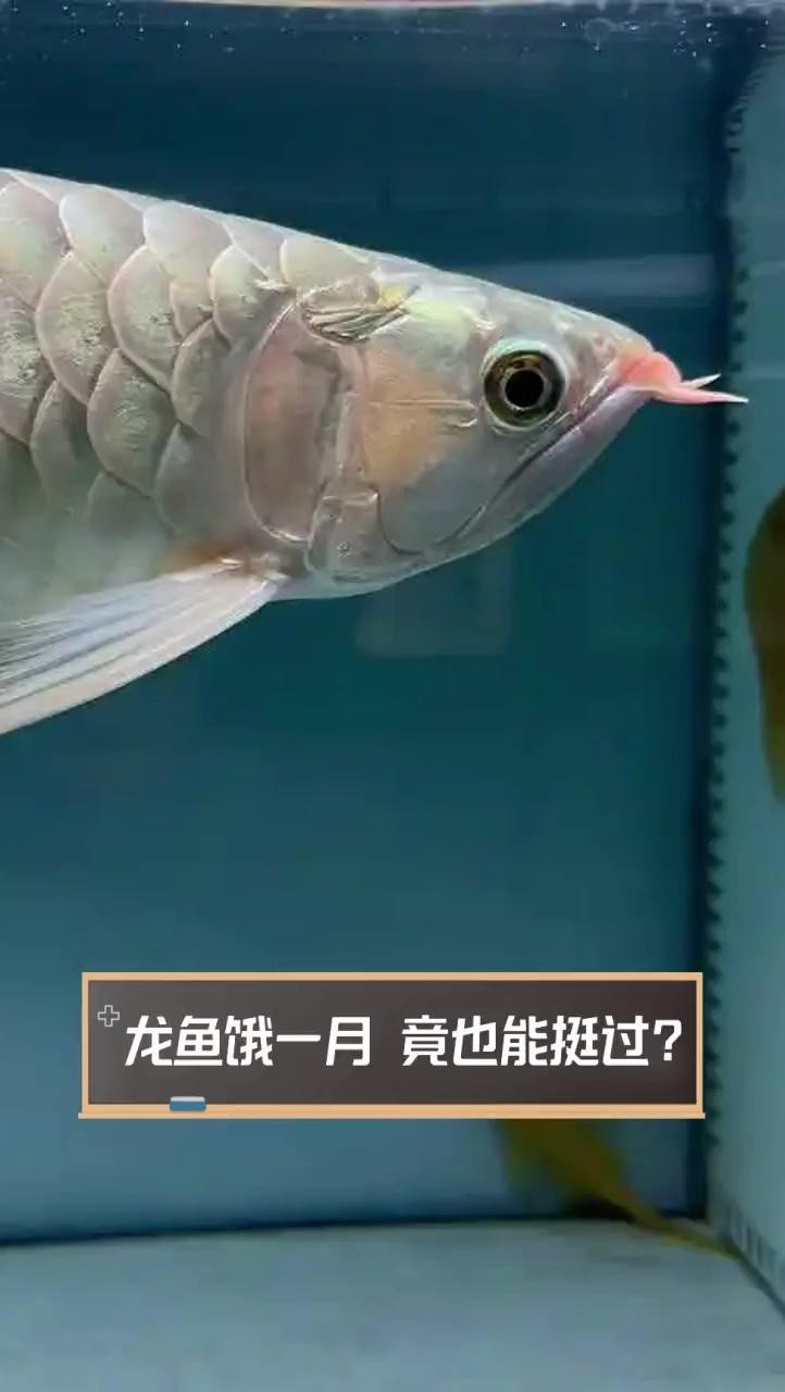 龍魚多少天不吃食會餓死【紅龍魚多久不吃食會餓死公考小俠龍魚三天喂一次可以嗎】