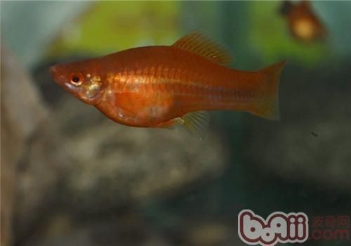 紅箭魚公母最簡單辨認(rèn)【紅箭魚公母的簡單辨認(rèn)方法】
