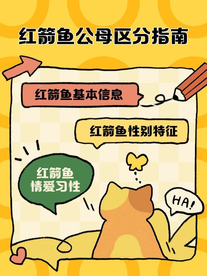 紅箭魚公母最簡單辨認(rèn)【紅箭魚公母的簡單辨認(rèn)方法】