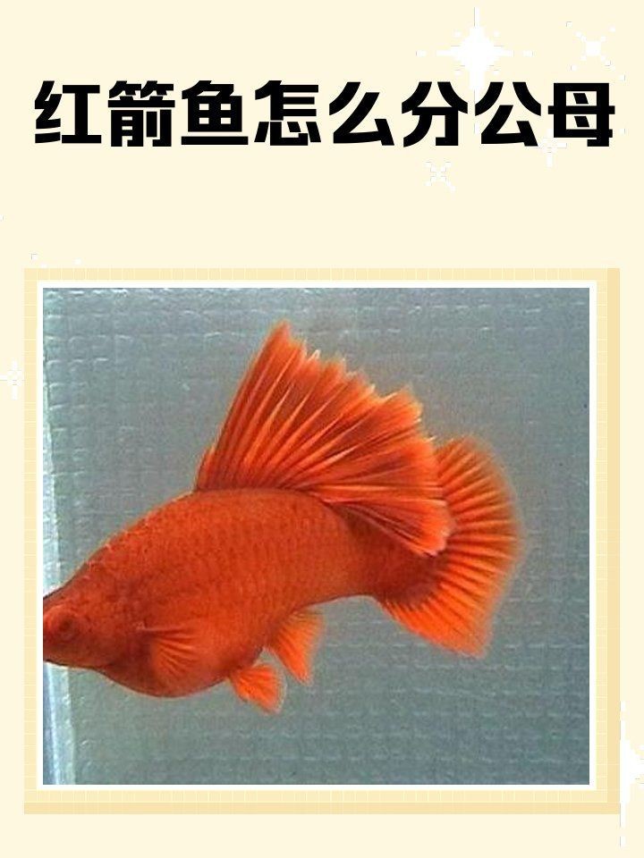 紅箭魚公母最簡單辨認(rèn)【紅箭魚公母的簡單辨認(rèn)方法】