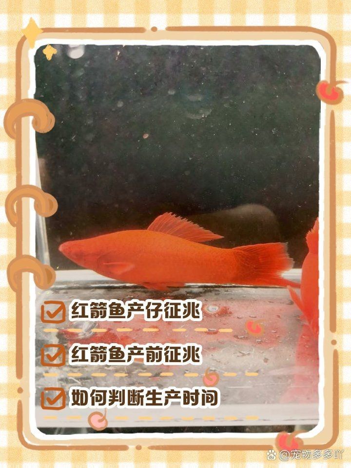 紅箭魚公母最簡單辨認(rèn)【紅箭魚公母的簡單辨認(rèn)方法】
