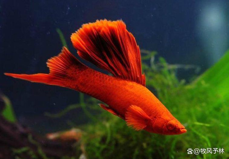 紅箭魚公母最簡單辨認(rèn)【紅箭魚公母的簡單辨認(rèn)方法】