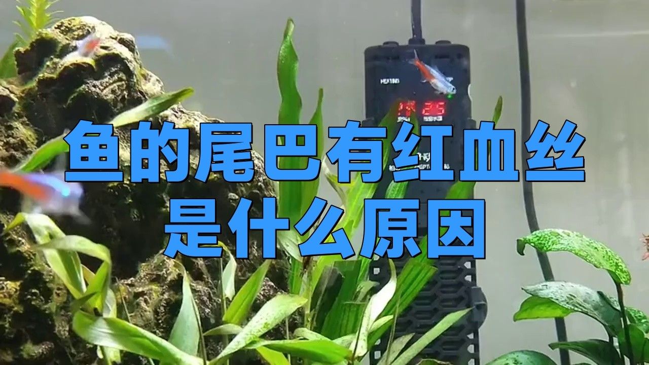 龍魚尾鰭充血期間需要喂食嗎？【魚的尾巴有紅血絲是什么原因】 龍魚尾鰭充血期間需要喂食嗎？【魚的尾巴有紅血絲是什么原因】 龍魚百科 第5張