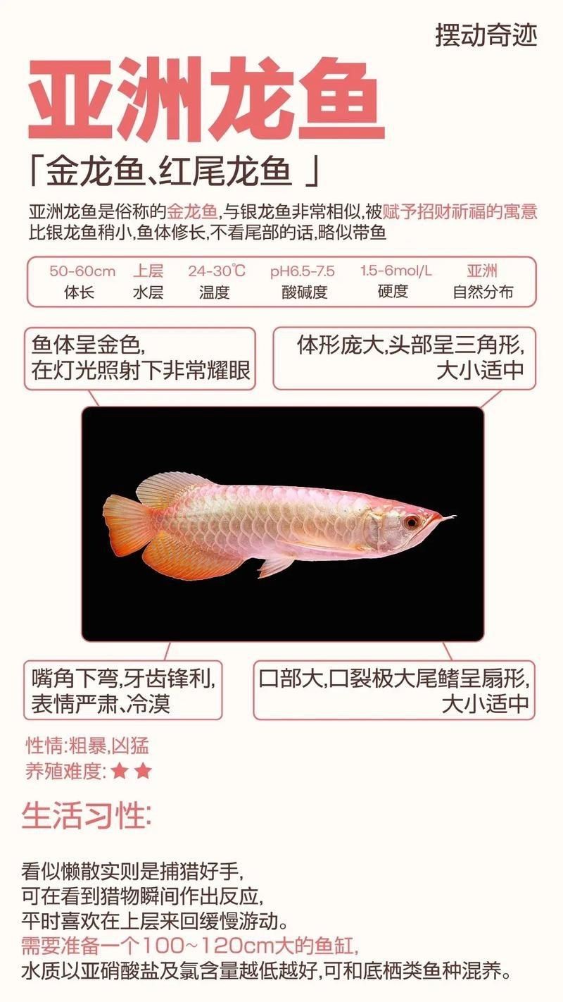 金龍和銀龍的圖片對比【《金龍和銀龍的圖片對比》】
