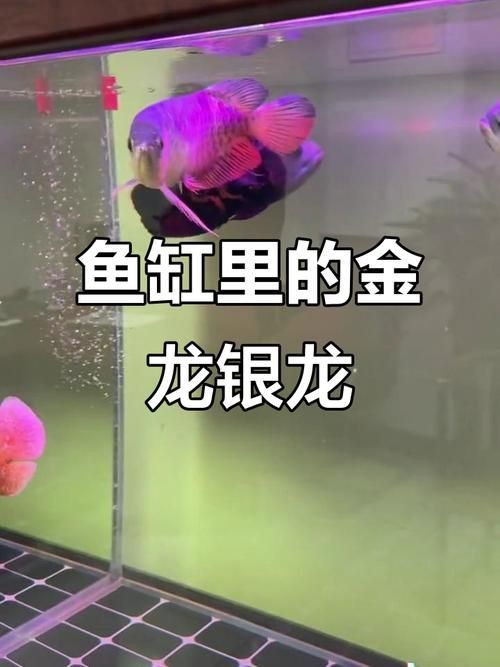 金龍和銀龍的圖片對比【《金龍和銀龍的圖片對比》】