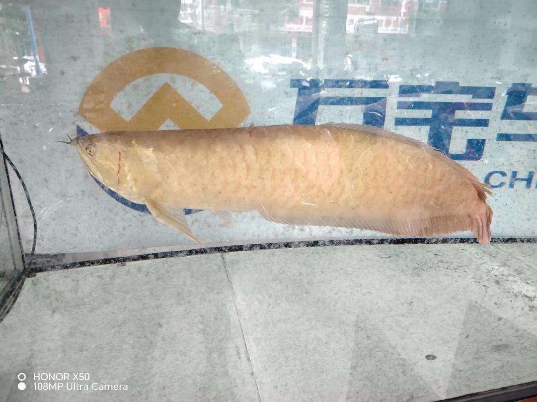 金龍和銀龍的圖片對比【《金龍和銀龍的圖片對比》】